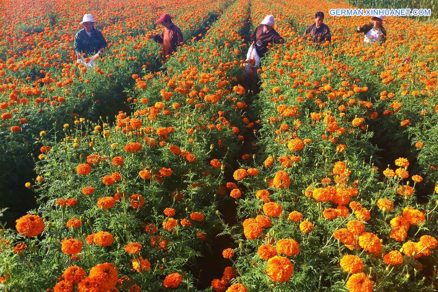 #CHINA-HEBEI-CHENGDE-MARIGOLD HARVEST (CN)