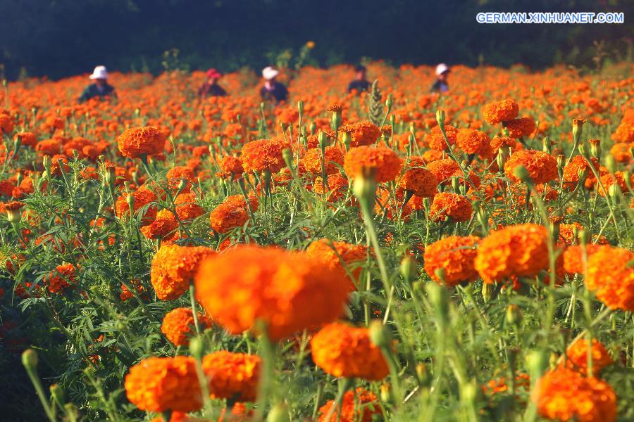 #CHINA-HEBEI-CHENGDE-MARIGOLD HARVEST (CN)