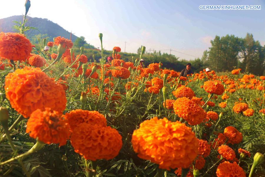 #CHINA-HEBEI-CHENGDE-MARIGOLD HARVEST (CN)