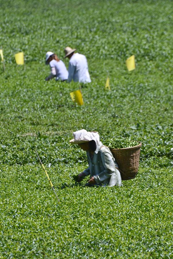 #CHINA-HUBEI-XUAN'EN-TEA HARVEST(CN)