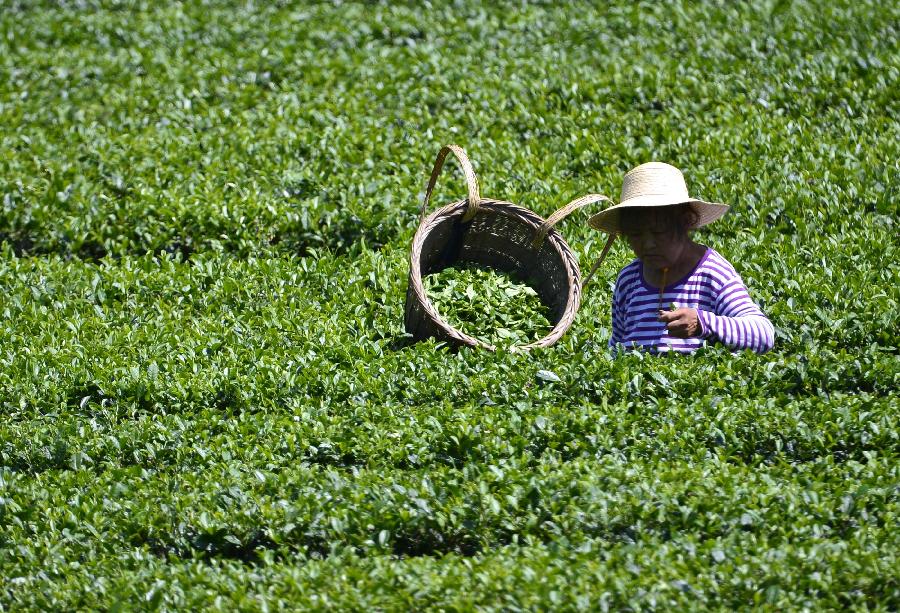 #CHINA-HUBEI-XUAN'EN-TEA HARVEST(CN)