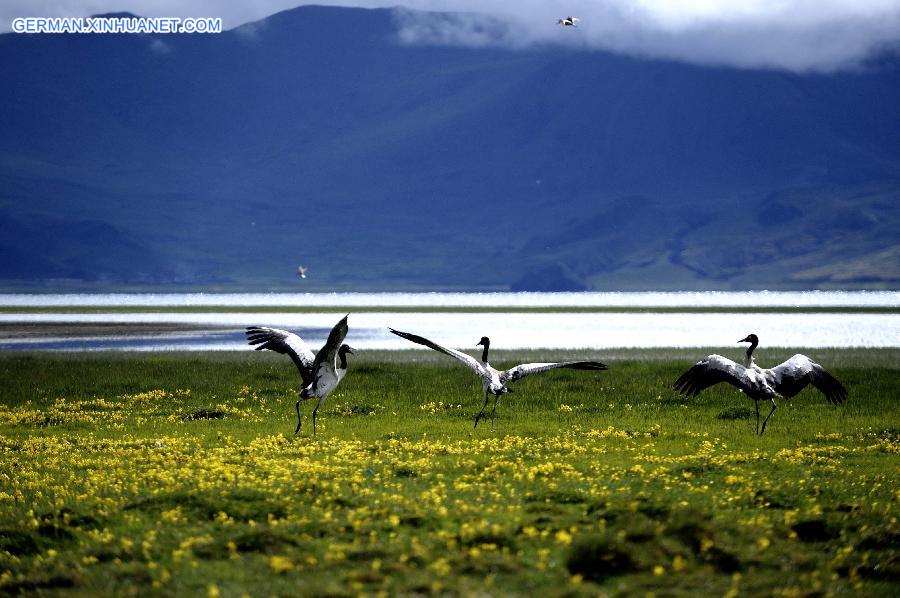 CHINA-TIBET-NATURE (CN)