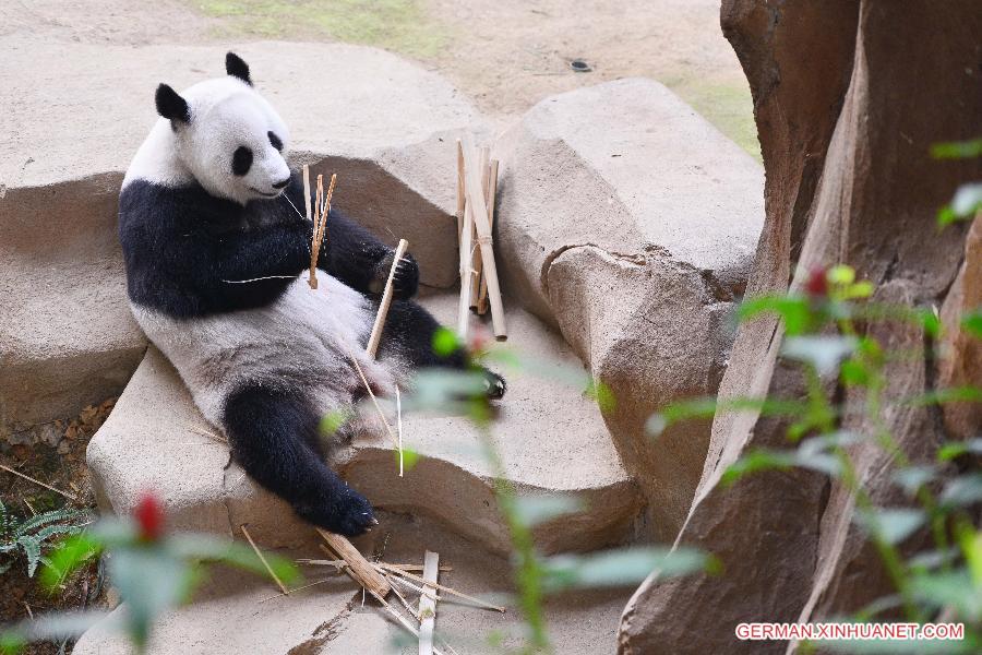 MALAYSIA-KUALA LUMPUR-GIANT PANDA-LIANG LIANG