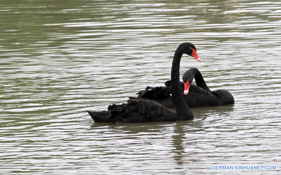 #CHINA-HUAIAN-ANIMALS (CN)