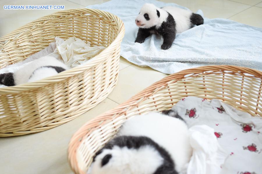 CHINA-YA'AN-BABY PANDAS (CN)