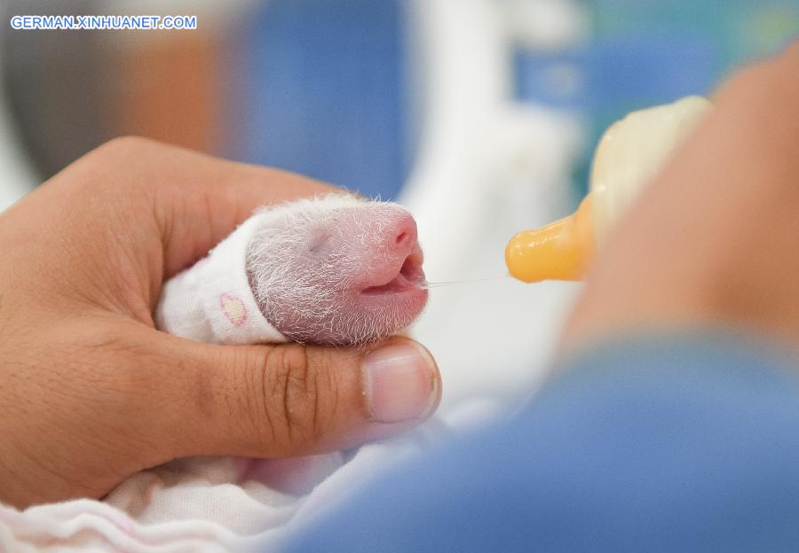 CHINA-YA'AN-BABY PANDAS (CN)