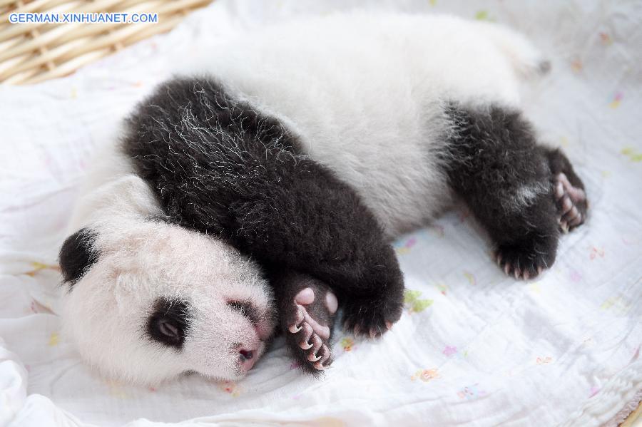 CHINA-YA'AN-BABY PANDAS (CN)