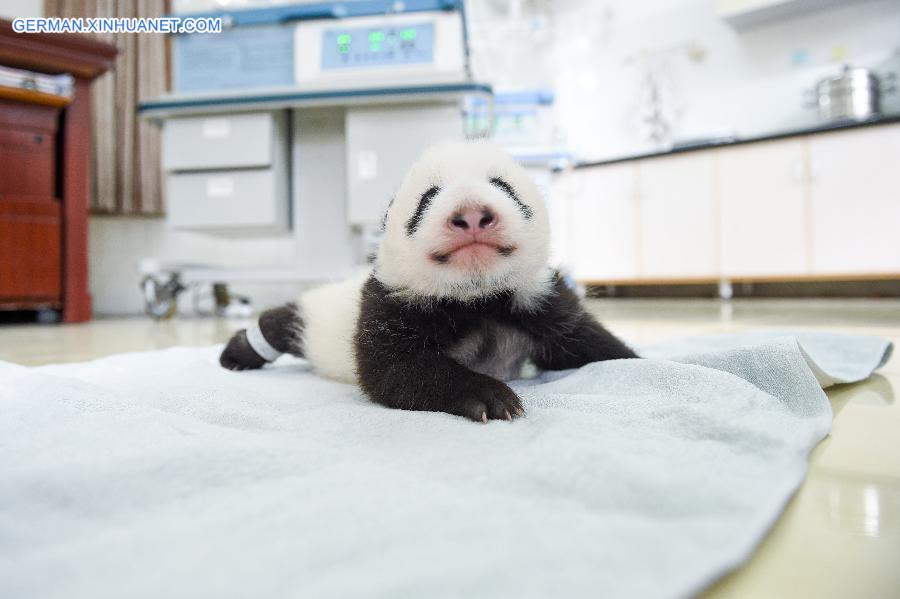 CHINA-YA'AN-BABY PANDAS (CN)