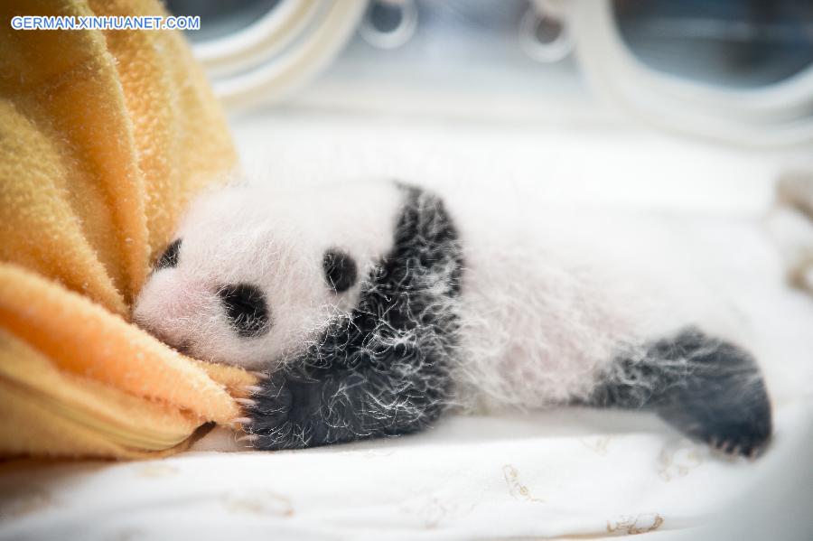 CHINA-YA'AN-BABY PANDAS (CN)