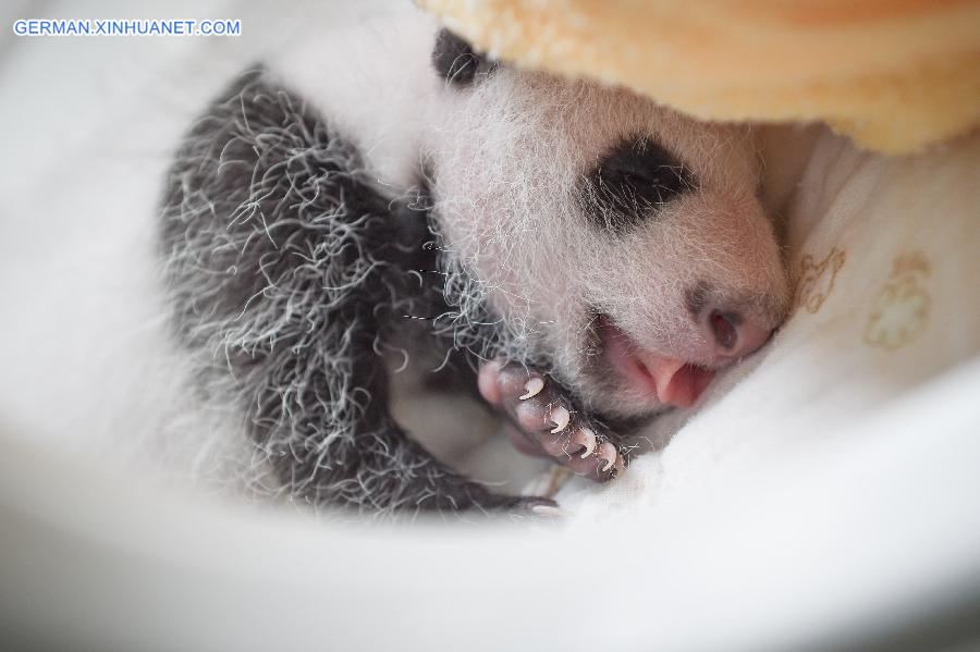 CHINA-YA'AN-BABY PANDAS (CN)