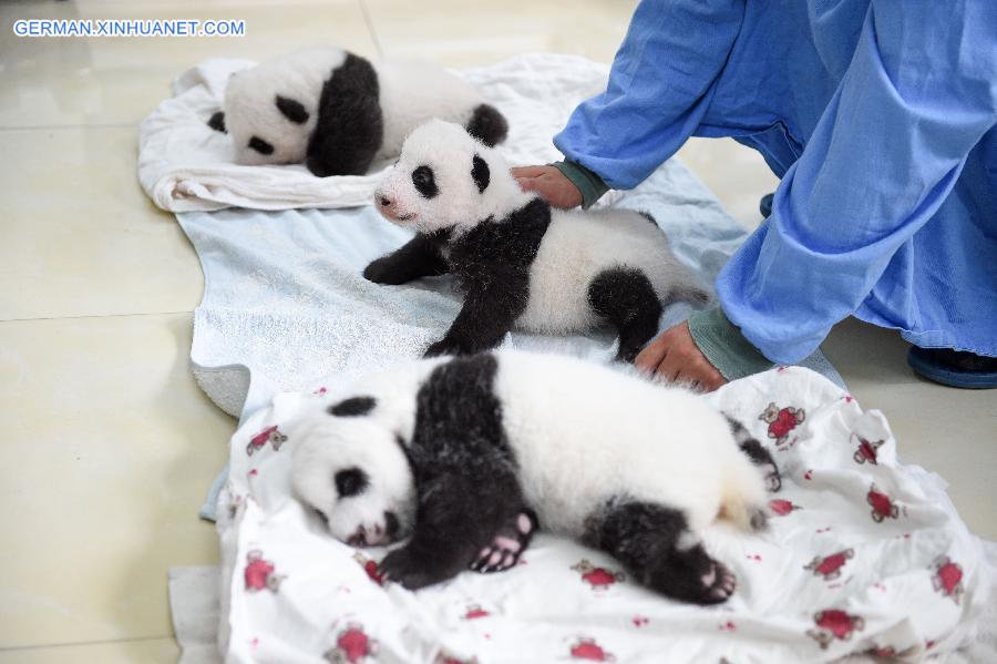 CHINA-YA'AN-BABY PANDAS (CN)