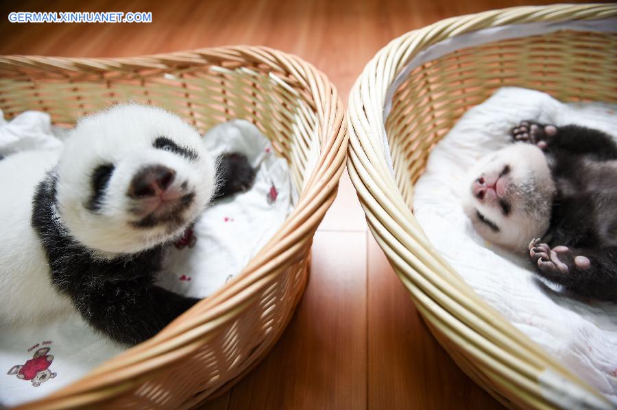 CHINA-YA'AN-BABY PANDAS (CN)