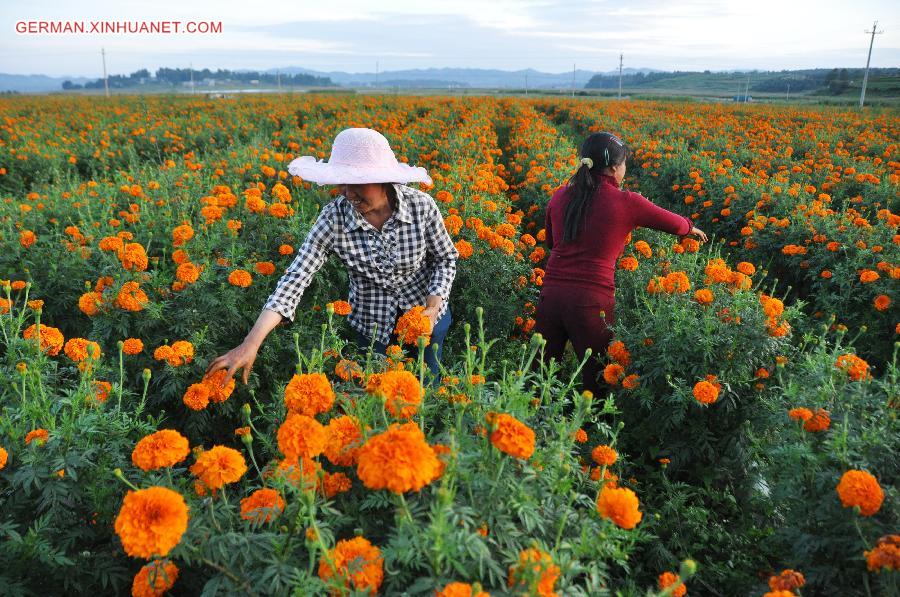 #CHINA-END OF SUMMER-SOLAR TERM (CN)