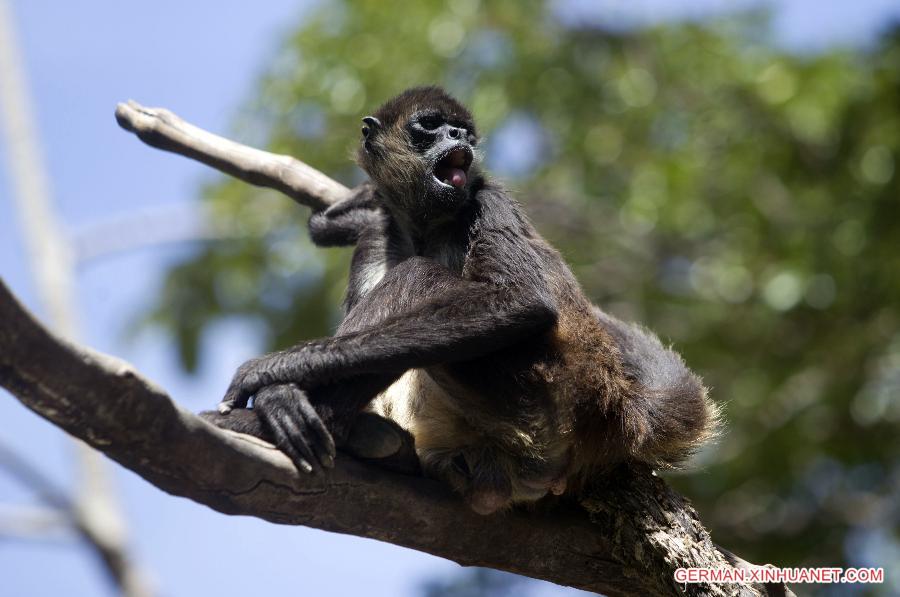 HONDURAS-EL OCOTAL-ENVIRONMENT-FAUNA