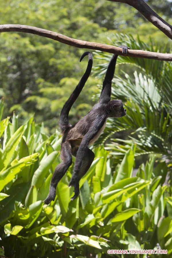 HONDURAS-EL OCOTAL-ENVIRONMENT-FAUNA