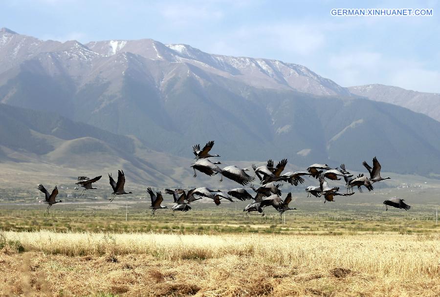 #CHINA-XINJIANG-HAMI-BARKOL GRASSLAND-SCENERY(CN)