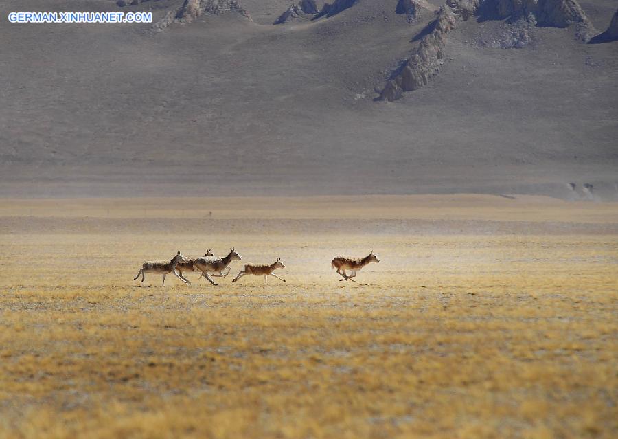 CHINA-TIBET-GREEN ENVIRONMENT (CN)