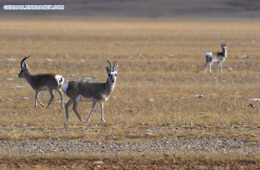 CHINA-TIBET-GREEN ENVIRONMENT (CN)