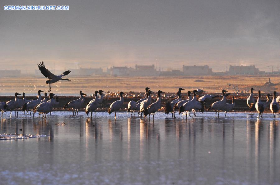 CHINA-TIBET-GREEN ENVIRONMENT (CN)