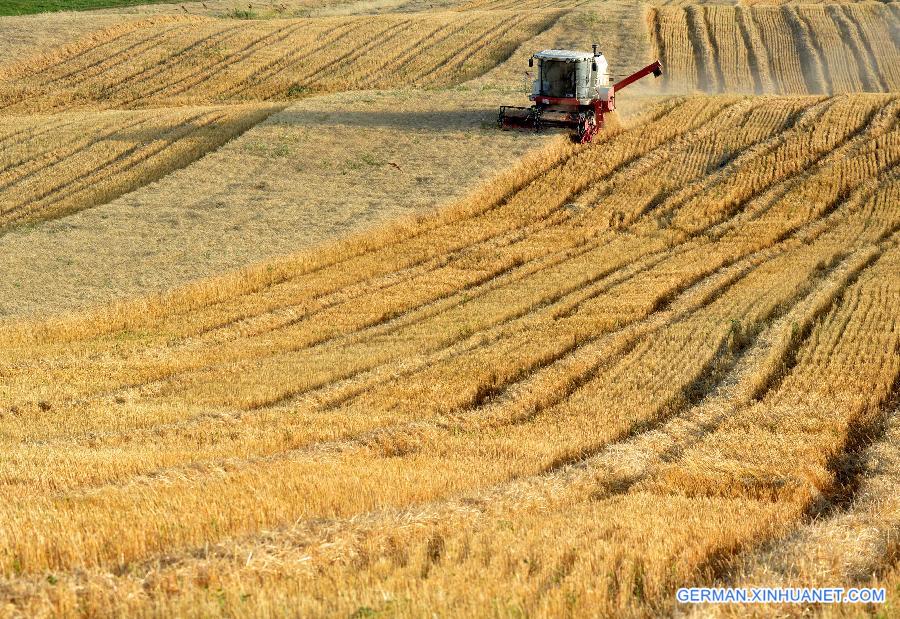 #CHINA-XINJIANG-CHANGJI-FIELDS-SCENERY(CN)