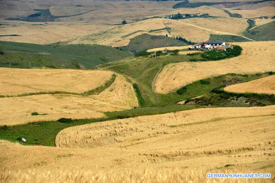 #CHINA-XINJIANG-CHANGJI-FIELDS-SCENERY(CN)