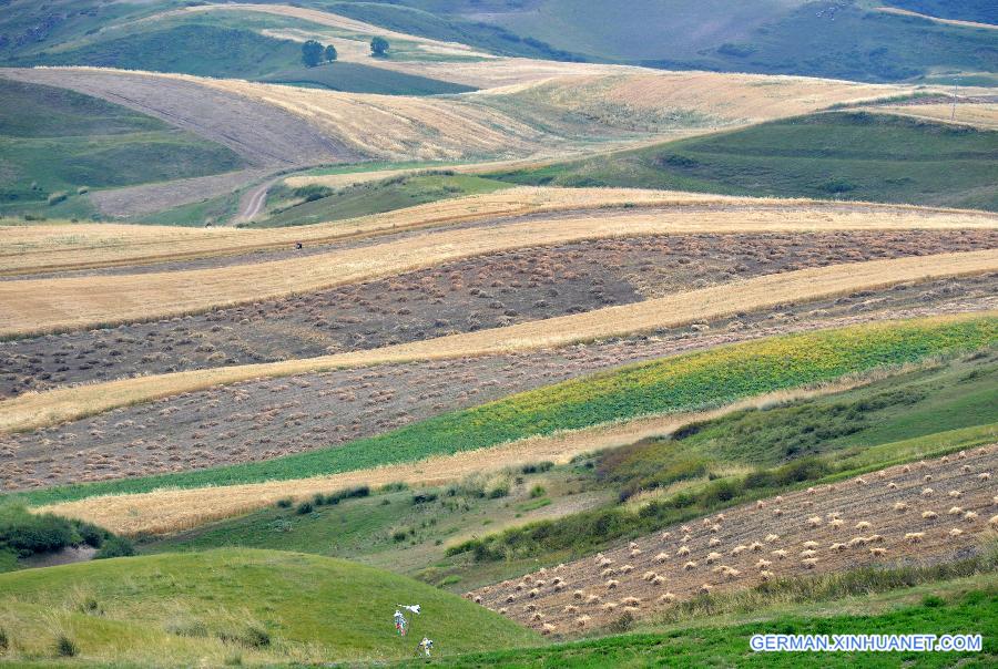 #CHINA-XINJIANG-CHANGJI-FIELDS-SCENERY(CN)