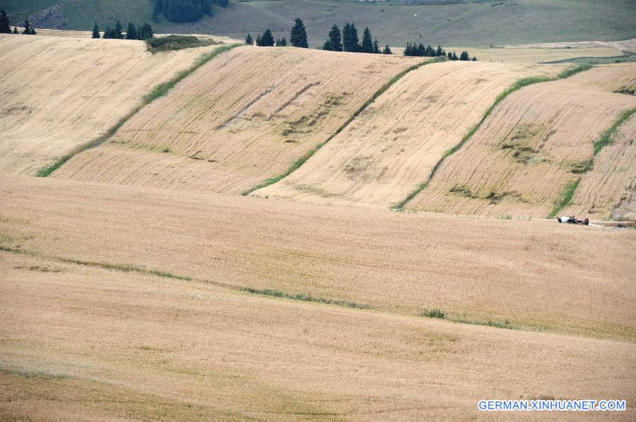 #CHINA-XINJIANG-CHANGJI-FIELDS-SCENERY(CN)