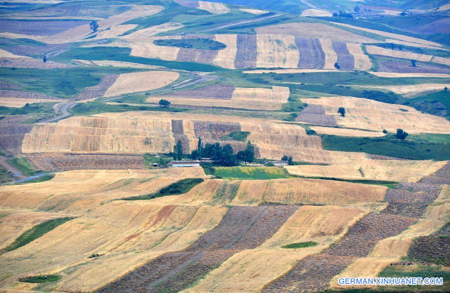 #CHINA-XINJIANG-CHANGJI-FIELDS-SCENERY(CN)