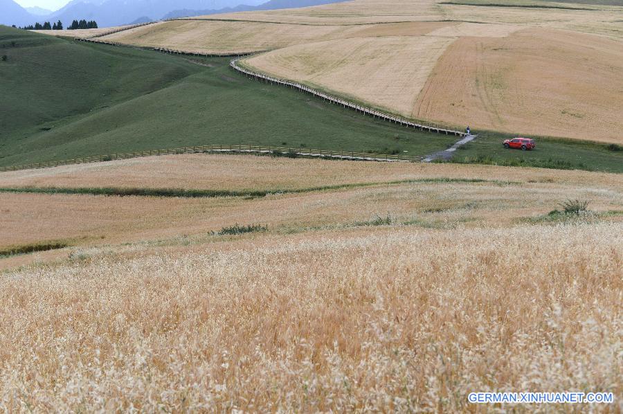 #CHINA-XINJIANG-CHANGJI-FIELDS-SCENERY(CN)