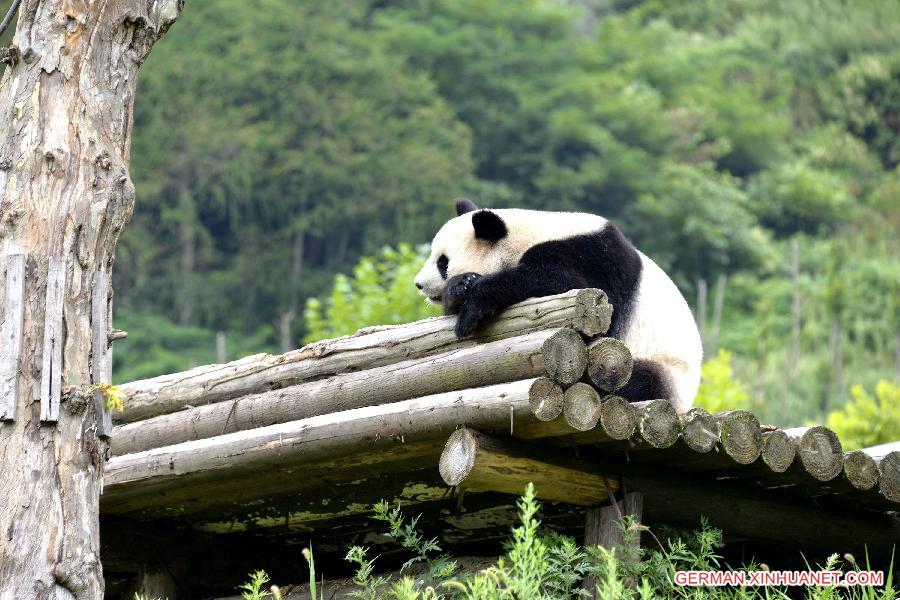 #CHINA-SICHUAN-GENGDA-PANDA (CN)