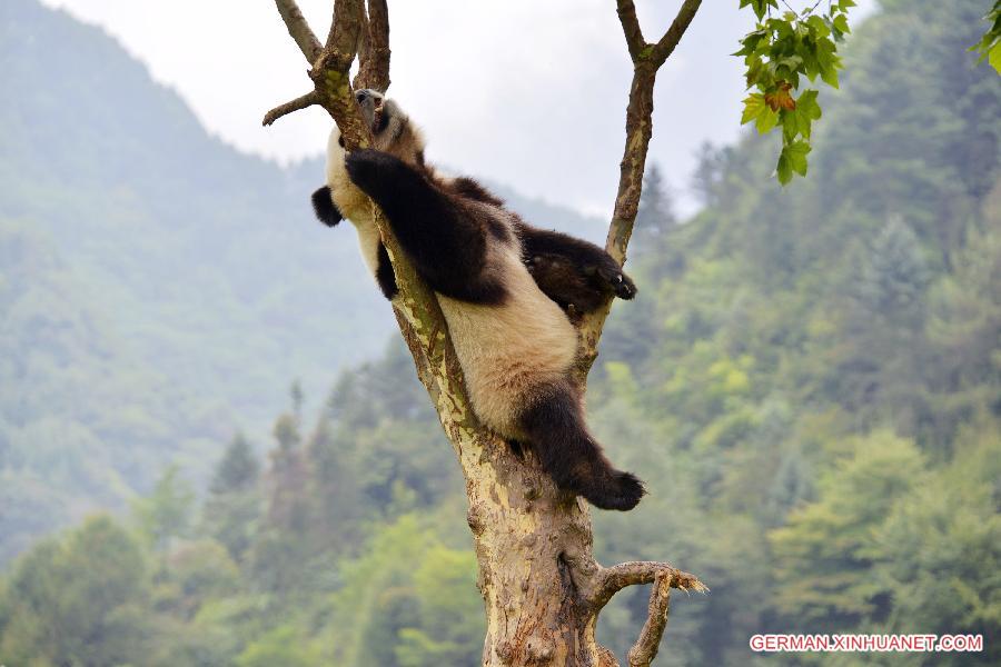 #CHINA-SICHUAN-GENGDA-PANDA (CN)