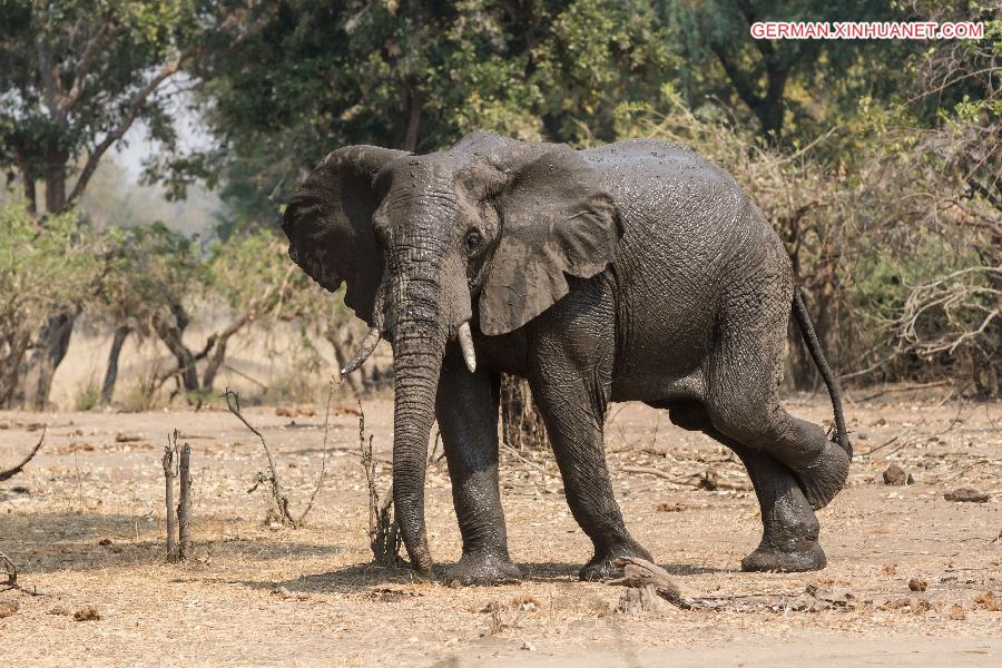 ZIMBABWE-MASVINGO-GONAREZHOU NATIONAL PARK-ELEPHANTS