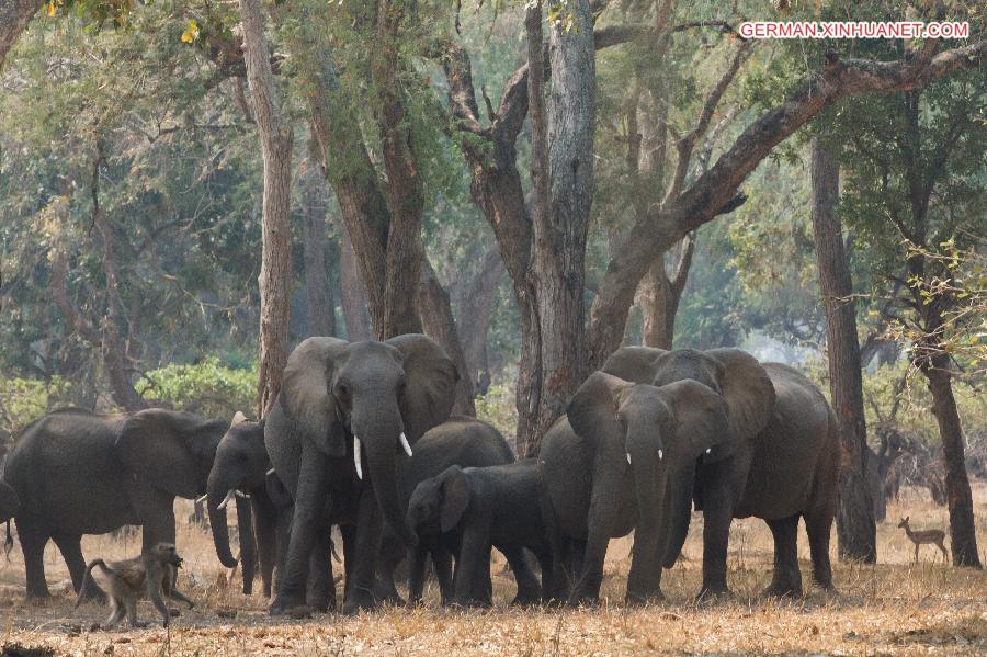 ZIMBABWE-MASVINGO-GONAREZHOU NATIONAL PARK-ELEPHANTS