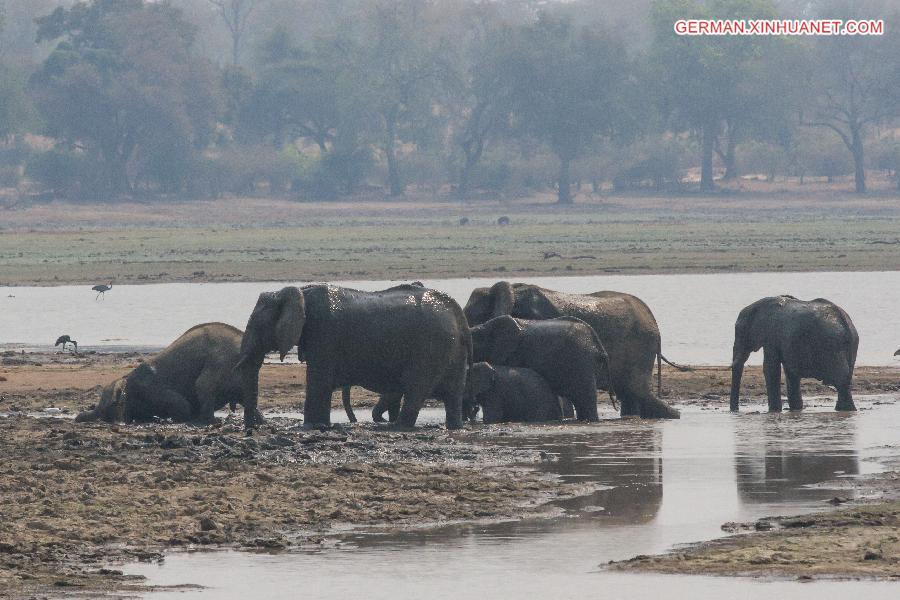 ZIMBABWE-MASVINGO-GONAREZHOU NATIONAL PARK-ELEPHANTS