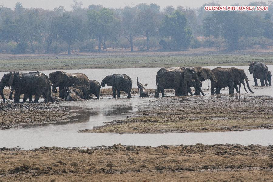 ZIMBABWE-MASVINGO-GONAREZHOU NATIONAL PARK-ELEPHANTS