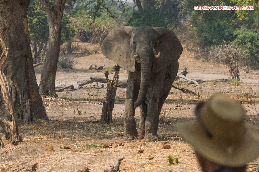 ZIMBABWE-MASVINGO-GONAREZHOU NATIONAL PARK-ELEPHANTS