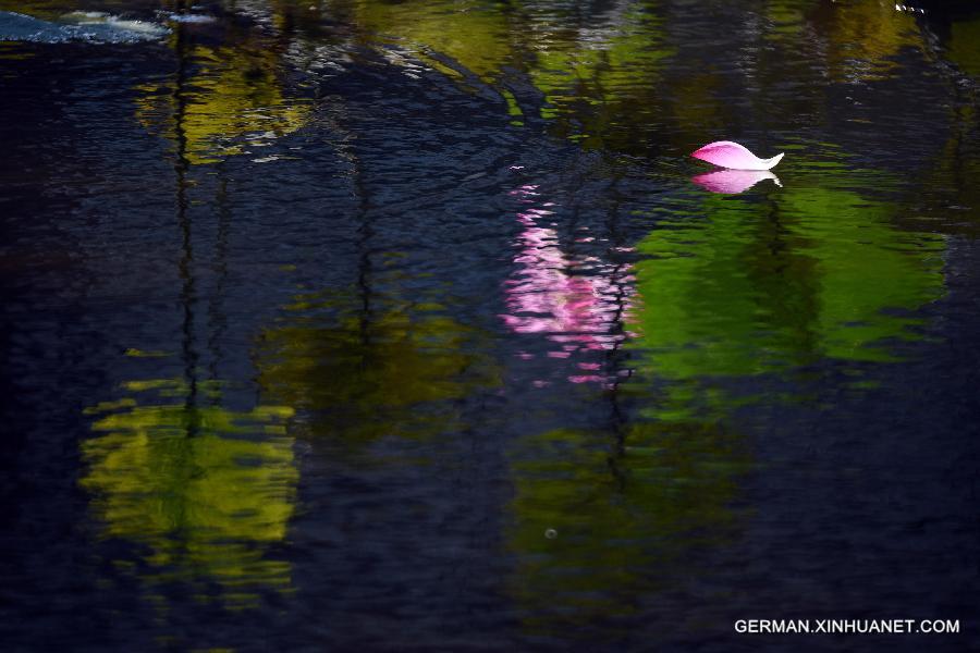 #CHINA-TAIPEI-LOTUS (CN)