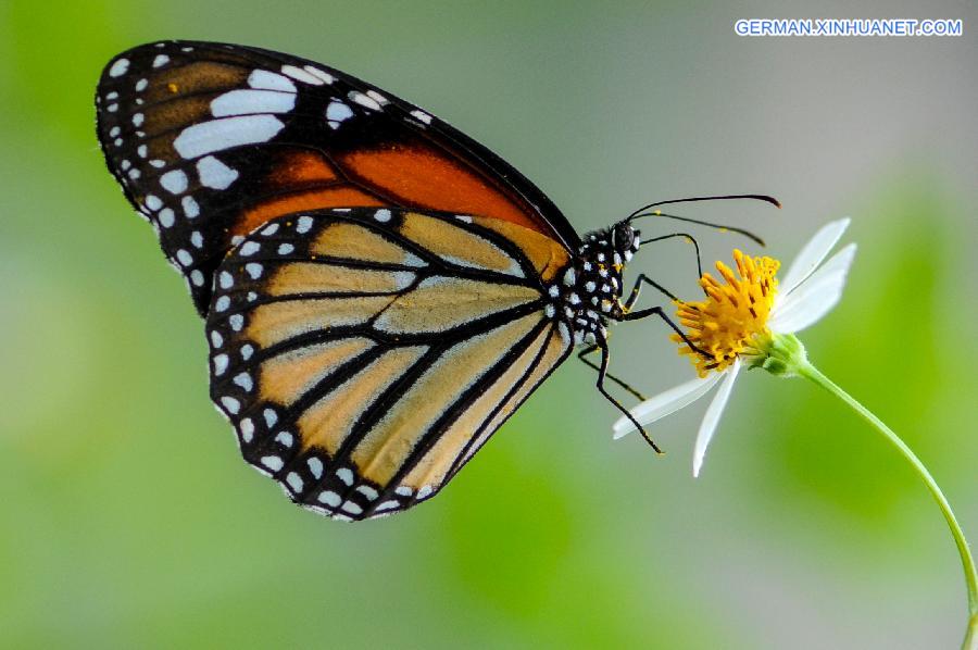 #CHINA-GUANGXI-BAISE-BUTTERFLY(CN)