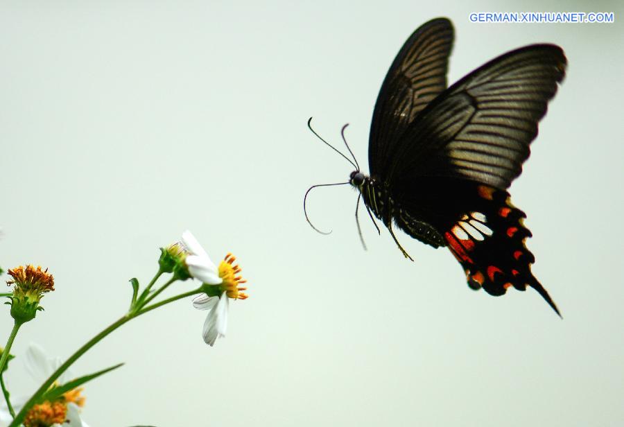 #CHINA-GUANGXI-BAISE-BUTTERFLY(CN)