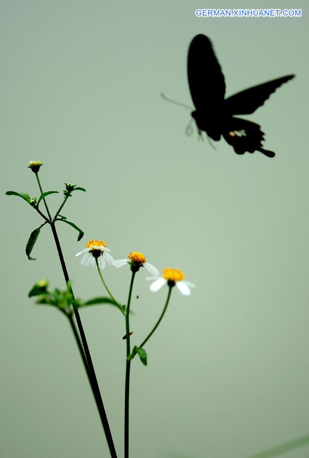 #CHINA-GUANGXI-BAISE-BUTTERFLY(CN)