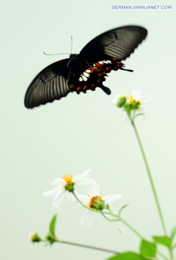 #CHINA-GUANGXI-BAISE-BUTTERFLY(CN)