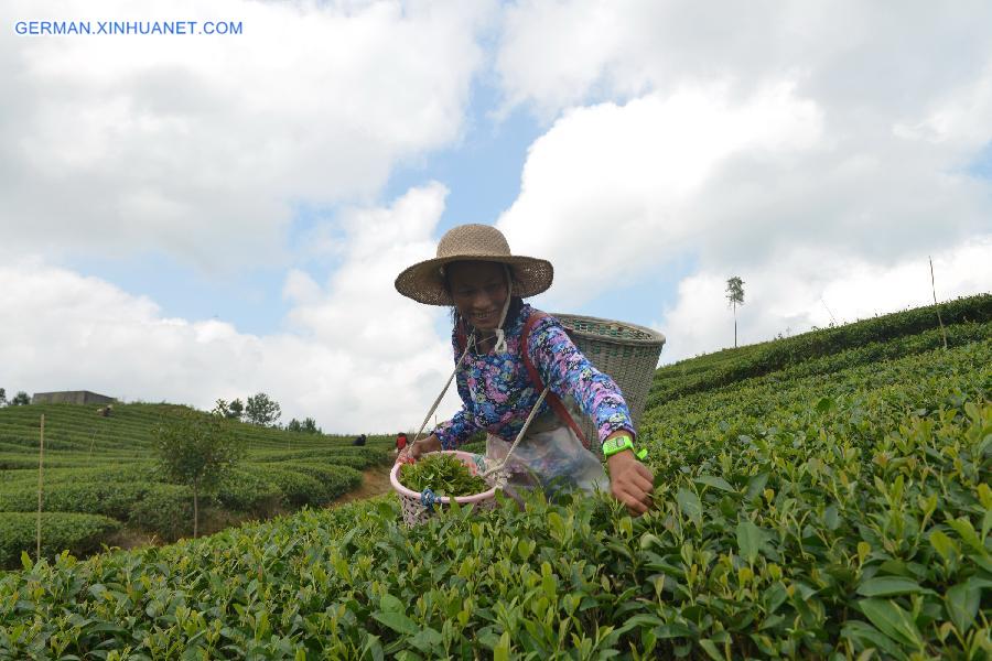 #（农业）（2）赶采“白露茶”