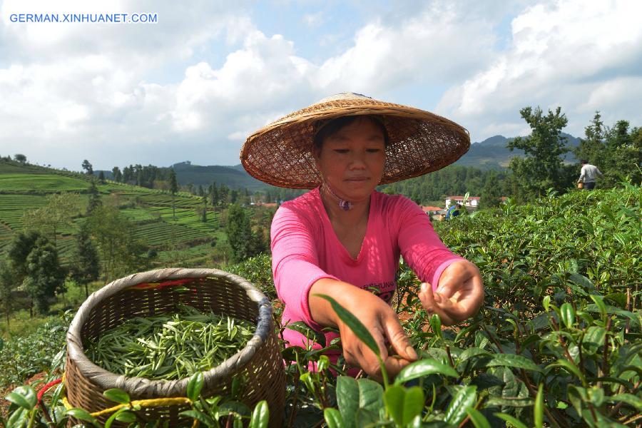 #（农业）（1）赶采“白露茶”