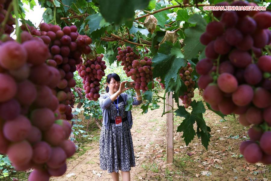 #（农业）（1）敦煌16万亩葡萄开园上市