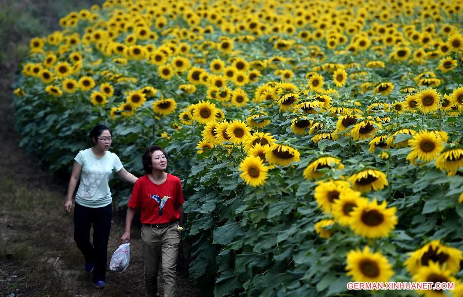 CHINA-HENAN-SUNFLOWERS (CN)