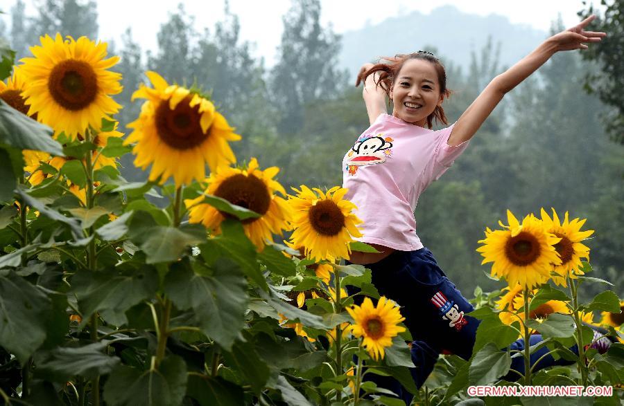 CHINA-HENAN-SUNFLOWERS (CN)