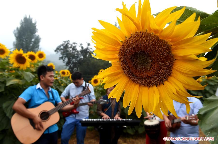 CHINA-HENAN-SUNFLOWERS (CN)