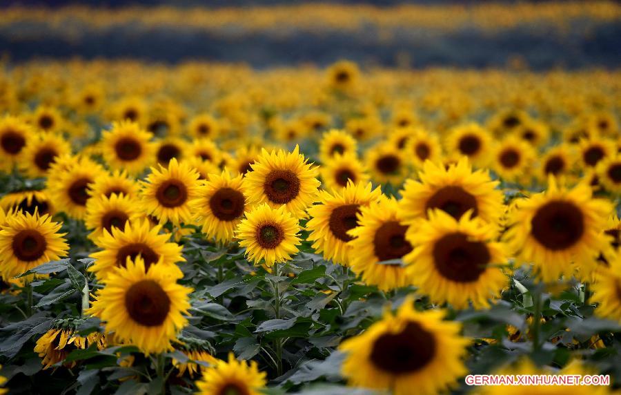 CHINA-HENAN-SUNFLOWERS (CN)