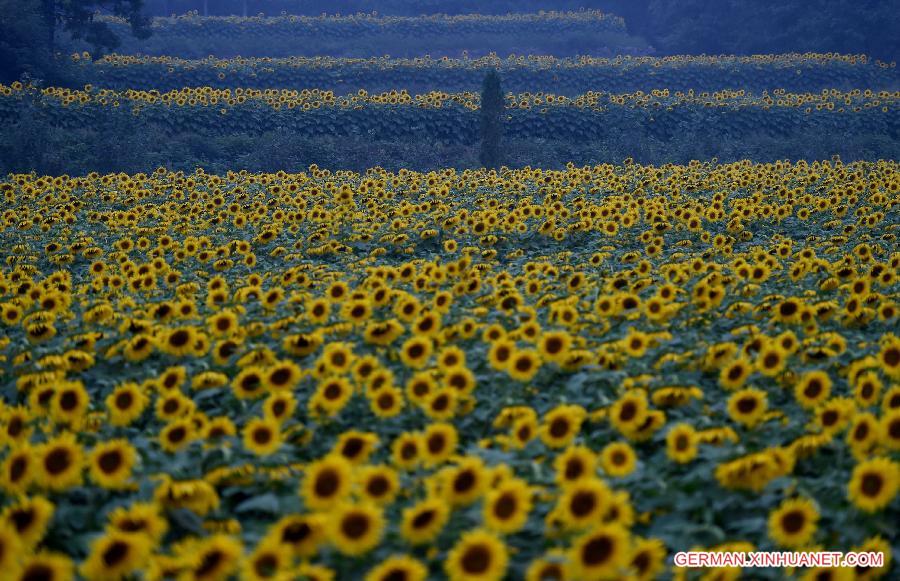 CHINA-HENAN-SUNFLOWERS (CN)