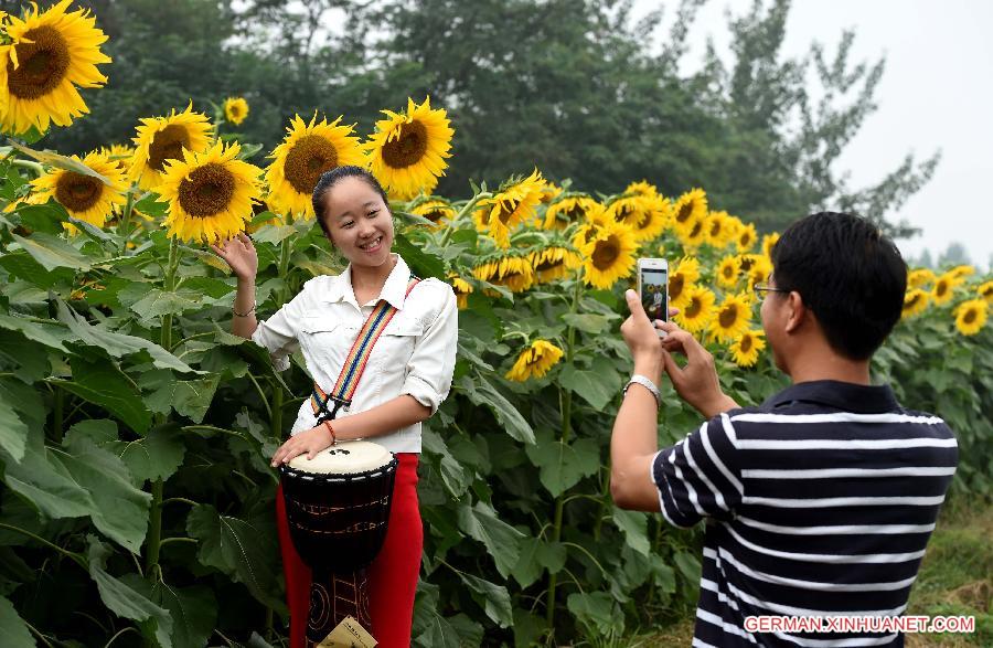 CHINA-HENAN-SUNFLOWERS (CN)